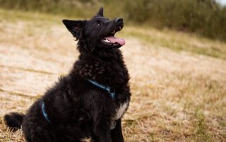 2026_Nordic-Strays-July_0025