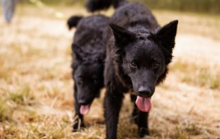 2026_Nordic-Strays-July_0028