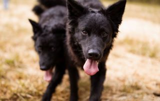 2026_Nordic-Strays-July_0029