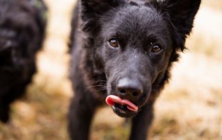 2026_Nordic-Strays-July_0030