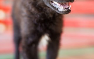 2026_Nordic-Strays-July_01