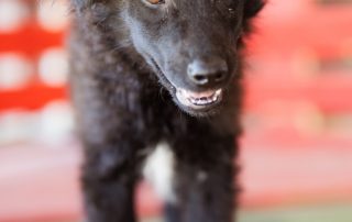 2026_Nordic-Strays-July_02