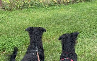 2026_Nordic-Strays-July_Mary_002