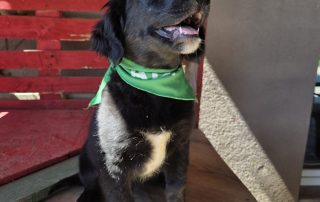 2026_Nordic-Strays-Levi_00 (1)