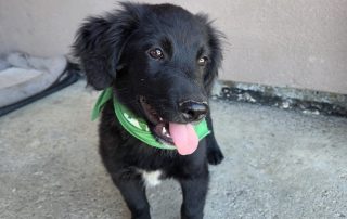 2026_Nordic-Strays-Levi_00 (2)