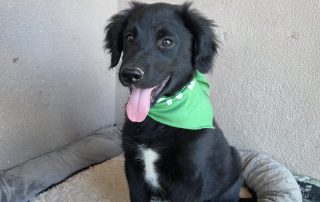 2026_Nordic-Strays-Levi_00 (3)