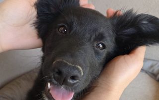 2026_Nordic-Strays-Levi_00 (4)