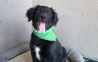2026_Nordic-Strays-Levi_00 (5)