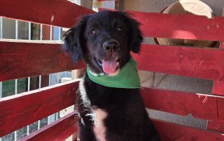 2026_Nordic-Strays-Levi_00 (6)