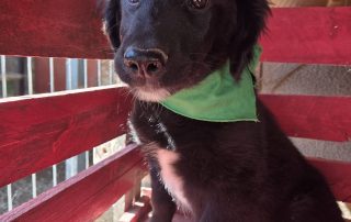 2026_Nordic-Strays-Levi_00 (7)