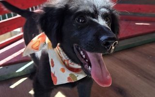 2026_Nordic-Strays-Lupo_00 (9)
