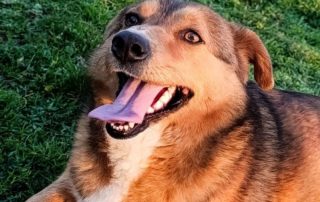 2026_Nordic-Strays-Maffi_00 (4)