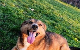 2026_Nordic-Strays-Maffi_00 (5)
