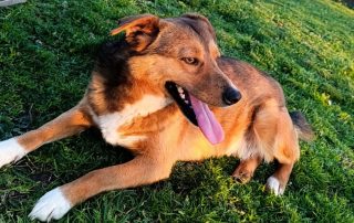 2026_Nordic-Strays-Maffi_00 (6)