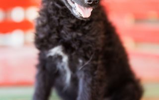 2026_Nordic-Strays-Mary_001