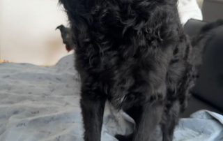 2026_Nordic-Strays-Mary_003