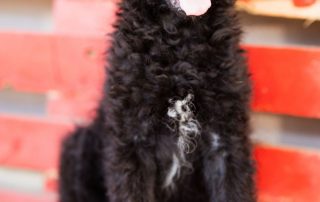 2026_Nordic-Strays-Mary_004