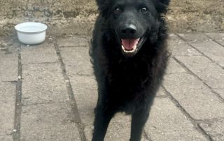 2026_Nordic-Strays-Mary_006