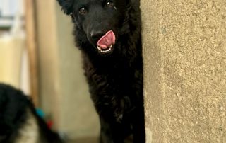 2026_Nordic-Strays-Mary_008