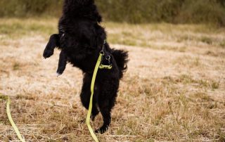 2026_Nordic-Strays-Mary_012