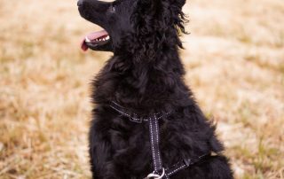 2026_Nordic-Strays-Mary_013