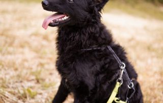 2026_Nordic-Strays-Mary_014