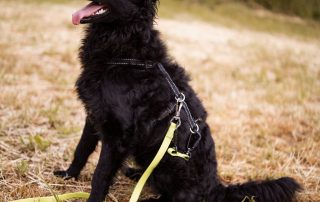 2026_Nordic-Strays-Mary_015