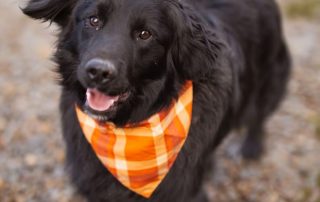 2026_Nordic-Strays-Mike_00 (1)