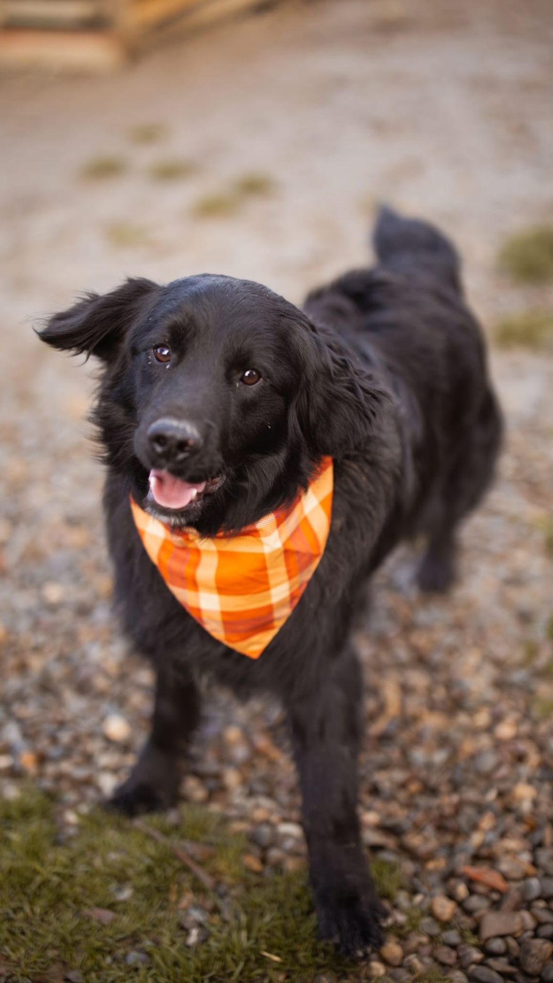 2026_Nordic-Strays-Mike_00 (1)