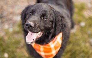 2026_Nordic-Strays-Mike_00 (2)