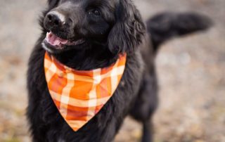 2026_Nordic-Strays-Mike_00 (3)