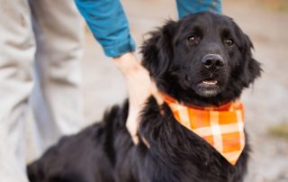 2026_Nordic-Strays-Mike_00 (4)