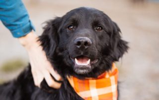 2026_Nordic-Strays-Mike_00 (5)