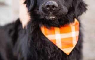 2026_Nordic-Strays-Mike_00 (6)