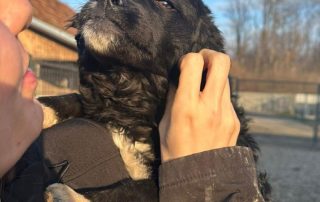 2026_Nordic-Strays-Milena_00 (1)