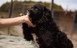 2026_Nordic-Strays-Milena_00 (10)