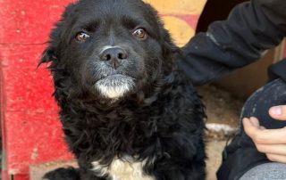 2026_Nordic-Strays-Milena_00 (2)