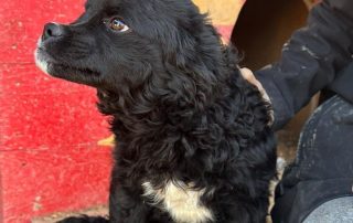 2026_Nordic-Strays-Milena_00 (3)