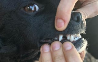 2026_Nordic-Strays-Milena_00 (4)