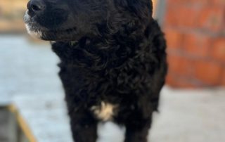 2026_Nordic-Strays-Milena_00 (5)