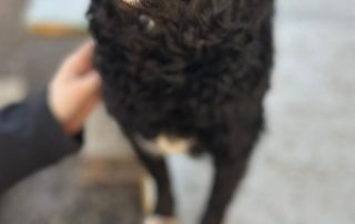 2026_Nordic-Strays-Milena_00 (6)