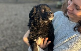 2026_Nordic-Strays-Milena_00 (7)