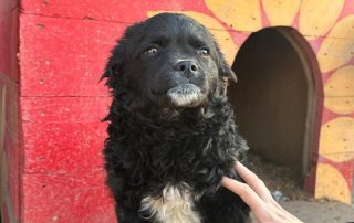 2026_Nordic-Strays-Milena_00 (8)