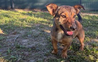 2026_Nordic-Strays-Roki_00 (2)