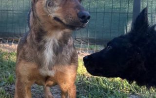 2026_Nordic-Strays-Roki_00 (6)