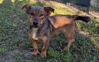 2026_Nordic-Strays-Roki_00 (7)