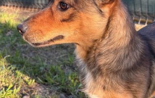 2026_Nordic-Strays-Roki_00 (8)