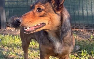 2026_Nordic-Strays-Roki_00 (9)