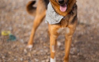 2026_Nordic-Strays-Zima_00 (1)