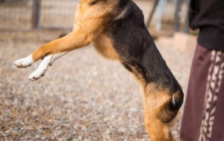 2026_Nordic-Strays-Zima_00 (5)
